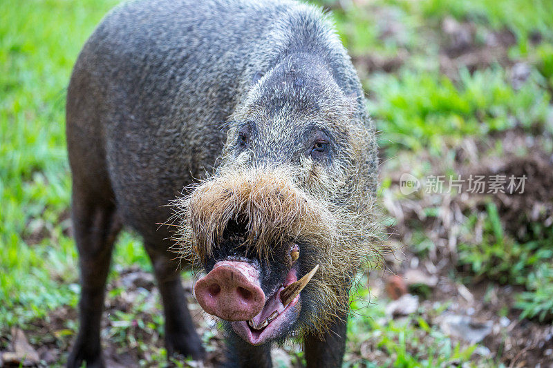 马来西亚:婆罗洲鬃猪