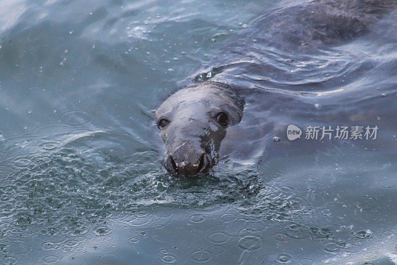 港海豹