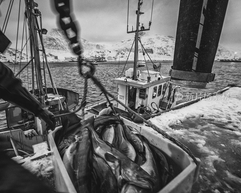渔船在北冰洋里捕鳕鱼