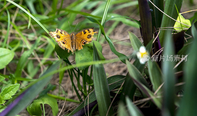 泰国一种灌木上翅膀受损的棕色蝴蝶