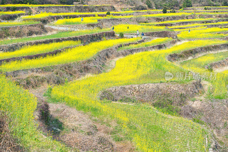 油菜领域