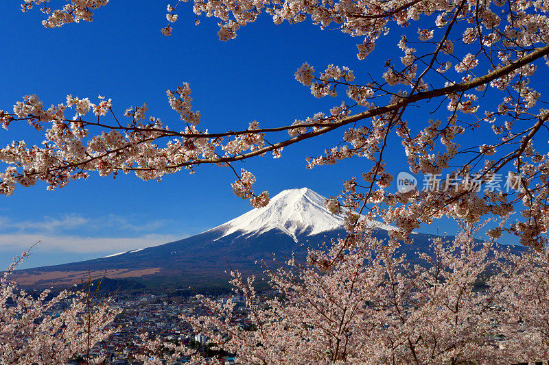 富士山和樱花:从荒山森根公园，富士吉田