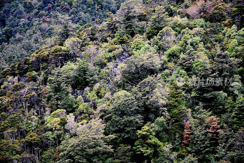 原生灌木林地背景