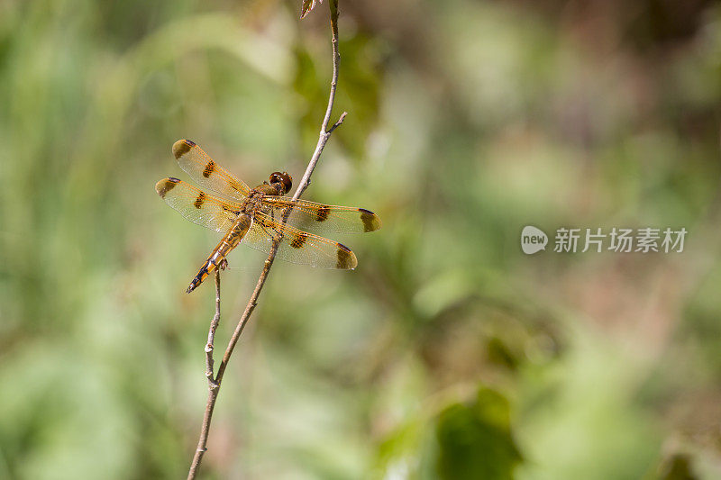 彩绘蜻蜓(男)蜻蜓