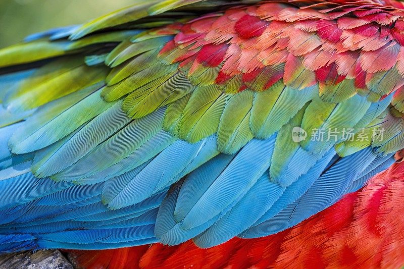 彩色鹦鹉金刚鹦鹉翅膀-热带鸟类羽毛图案-潘塔纳尔，巴西