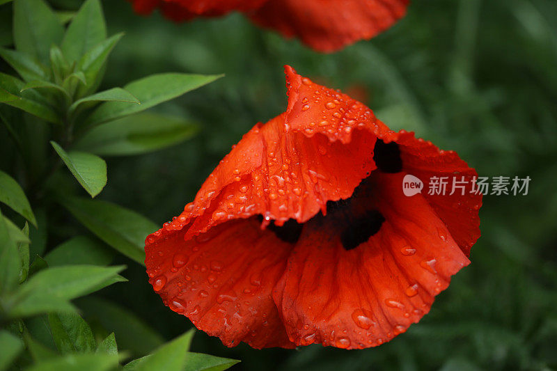 鲜红的罂粟和雨点