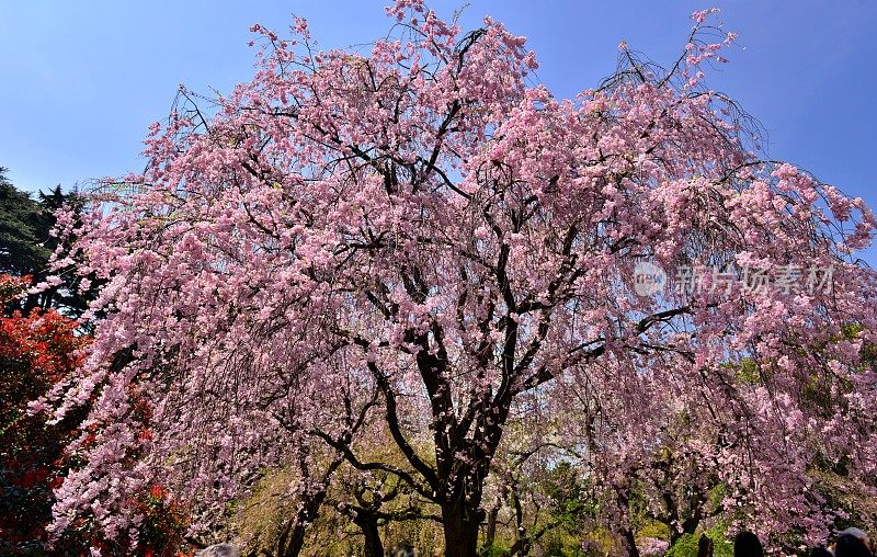 美丽的樱花