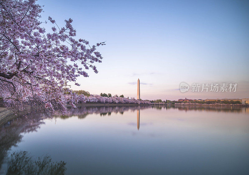 在美国华盛顿特区的潮汐盆地周围，粉红色的樱花盛开。
