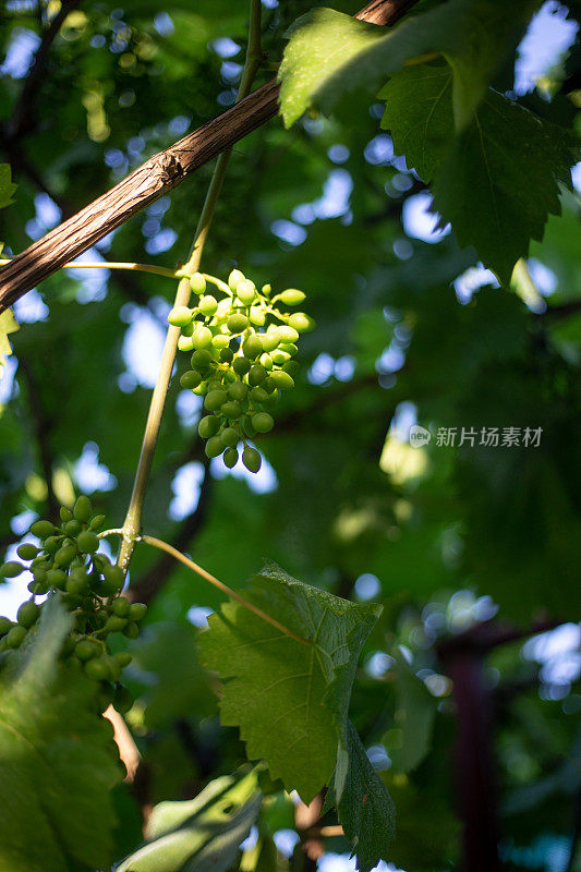 白葡萄酒的葡萄。夏天的概念