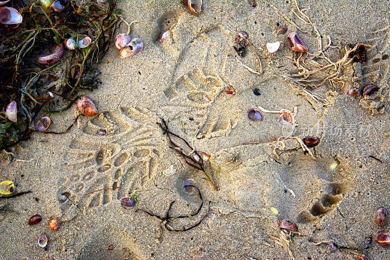 美国新英格兰科德角海滩上的人类脚印