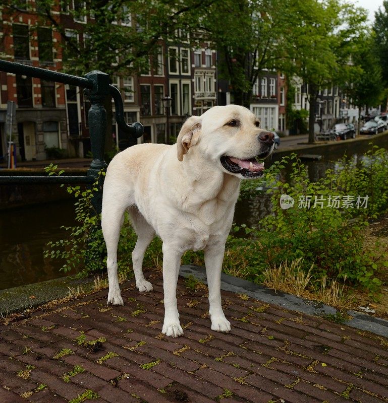 阿姆斯特丹的拉布拉多寻回犬