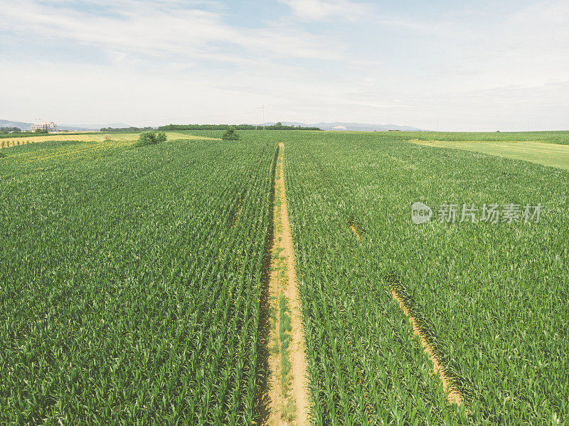 丰富的农田种植绿色玉米。鸟瞰图。