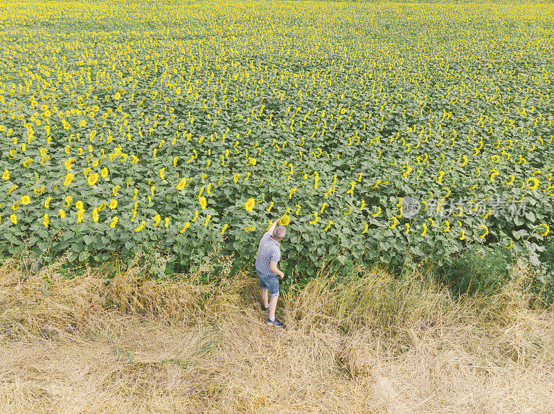 快乐的成年农民在他丰富的黄色向日葵农田视察植物。鸟瞰图。