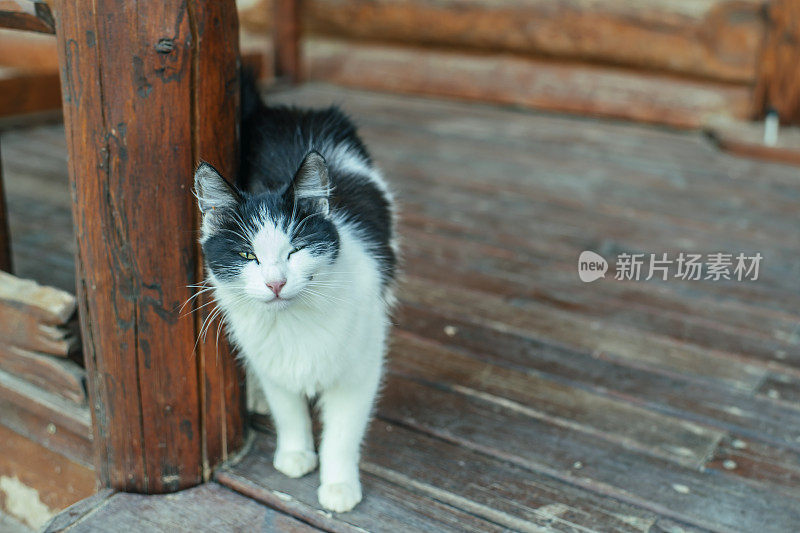 夏天门廊上可爱的猫