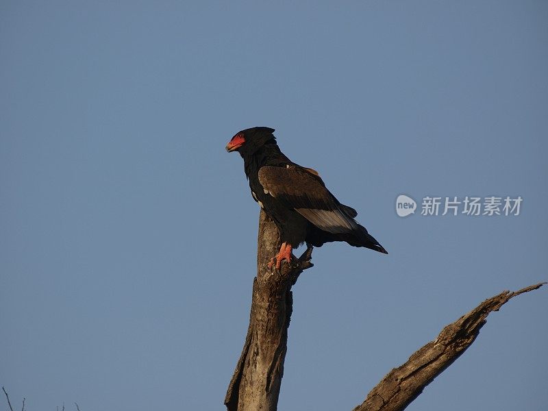 南非林波波市，刺丛动物保护区