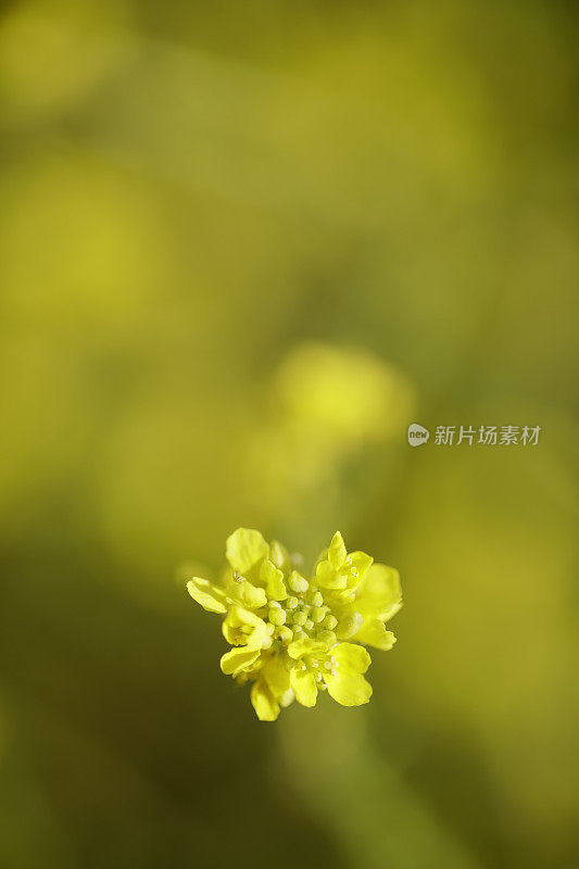 野生芥菜(芸苔属)植物在花