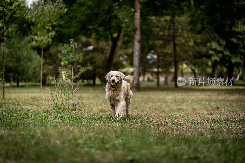 金毛寻回犬在公园里玩网球