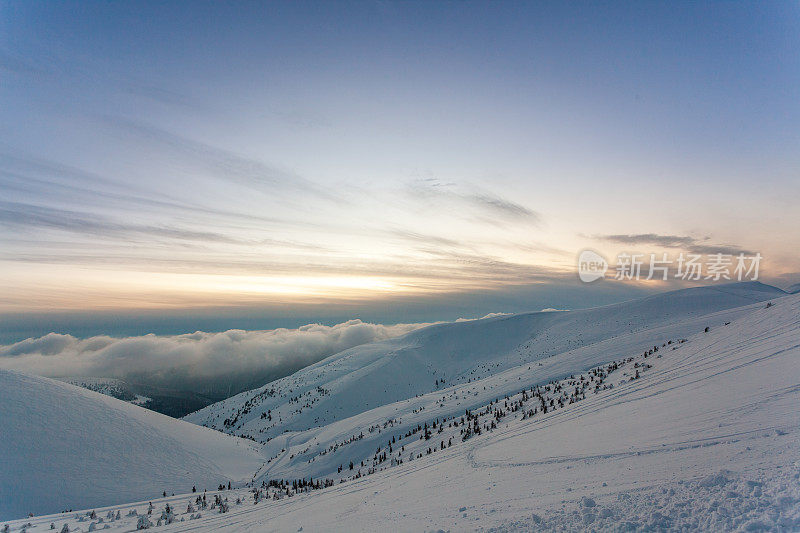 雪后冰雪覆盖的冷杉林和冬日灰蒙蒙的天空。喀尔巴阡山脉,乌克兰。