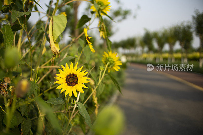 向日葵和健身路穿过公园