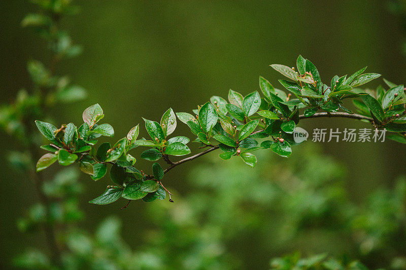 雨后的清晨，水滴在绿叶上