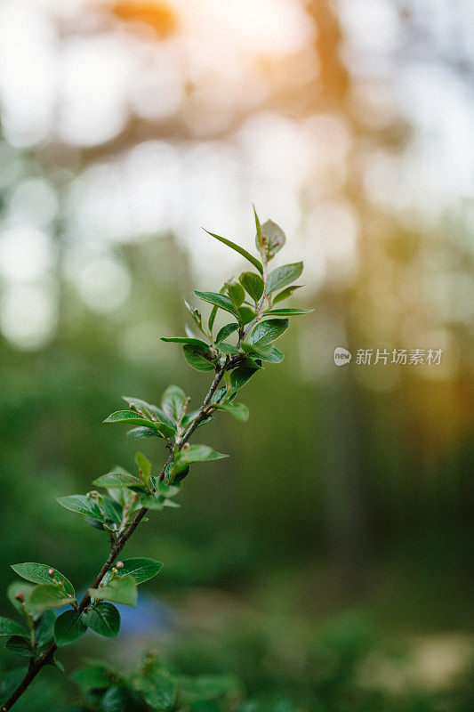 雨后的清晨，水滴在绿叶上