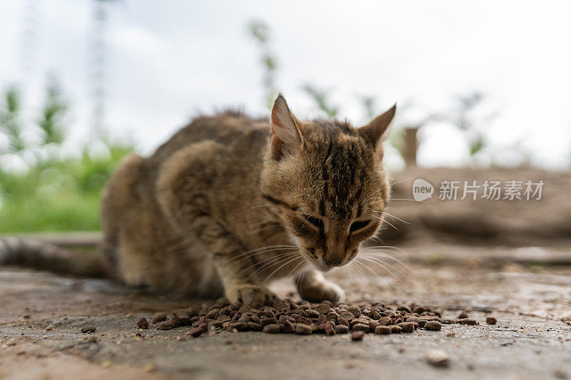 可爱的小猫吃东西