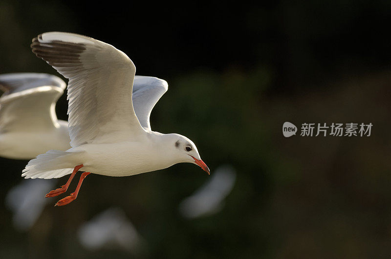 黑头鸥(黑头鸥)