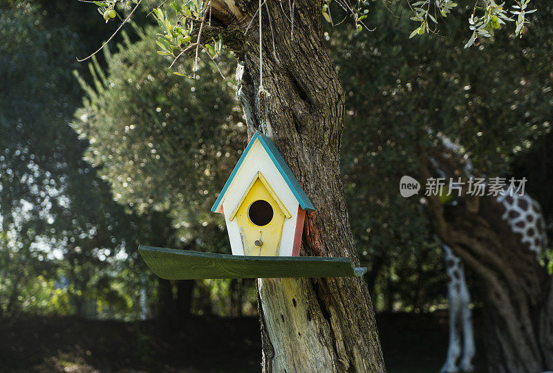 鸟屋挂在橄榄树上