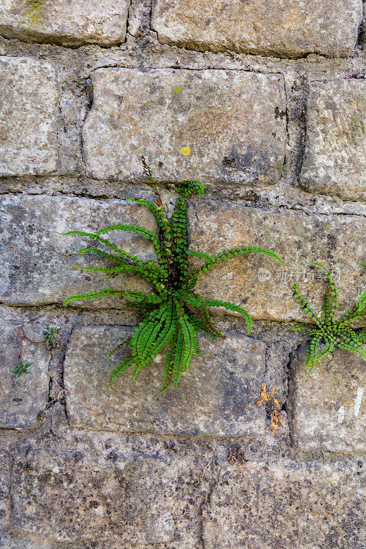 古罗马城墙上的植物