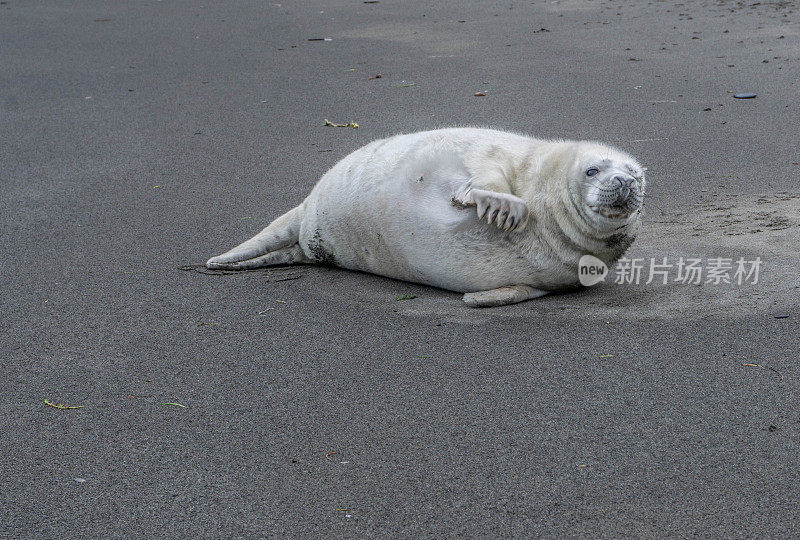 灰海豹幼崽被冲上了海滩