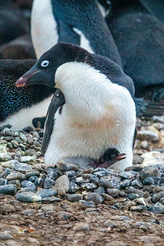 阿德利企鹅和刚出生两天的小企鹅
