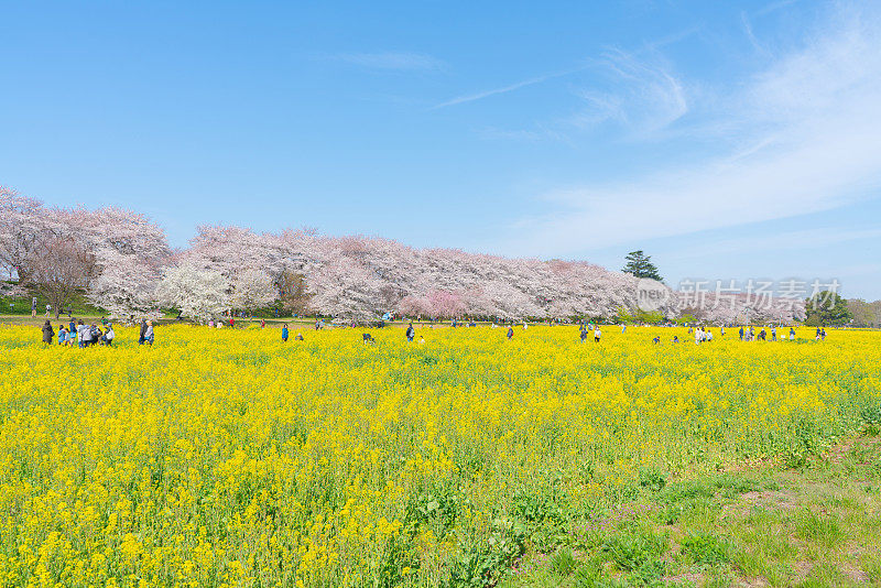 樱花树在春天的熊谷樱花，埼玉县