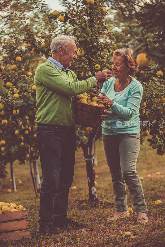 一对老年夫妇在他们的黄金岁月里采摘新鲜的榅葡萄