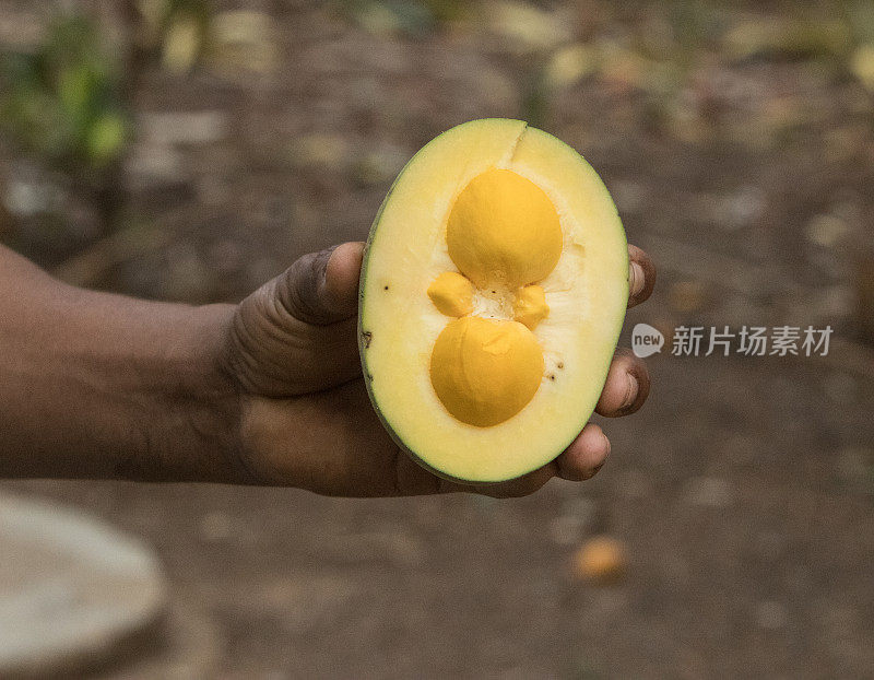 巴西塞拉多的植物群