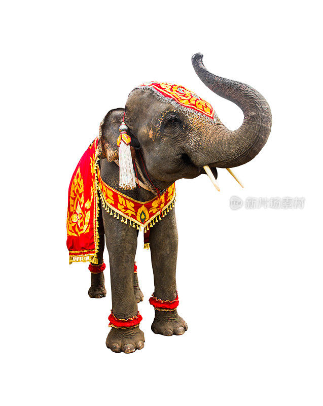 大象养鼻子，大象有美丽的大孤立在白色的背景。彩绘象头，装饰泰国大象。