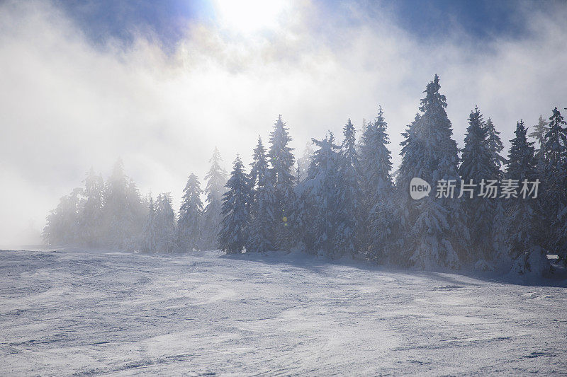 冬针叶林雪松。山顶的高山景观。阿尔卑斯山滑雪区。欧洲滑雪胜地。