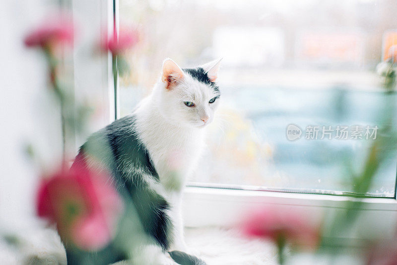可爱的猫坐在窗户上