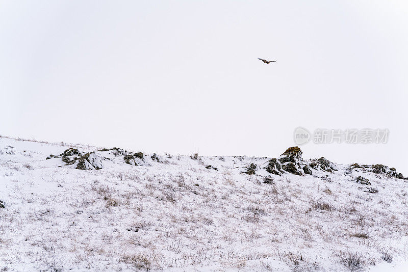 鹰飞和雪在草地，冬季景观