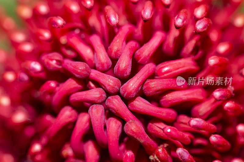 特写红色Protea，美丽的自然背景与复制空间