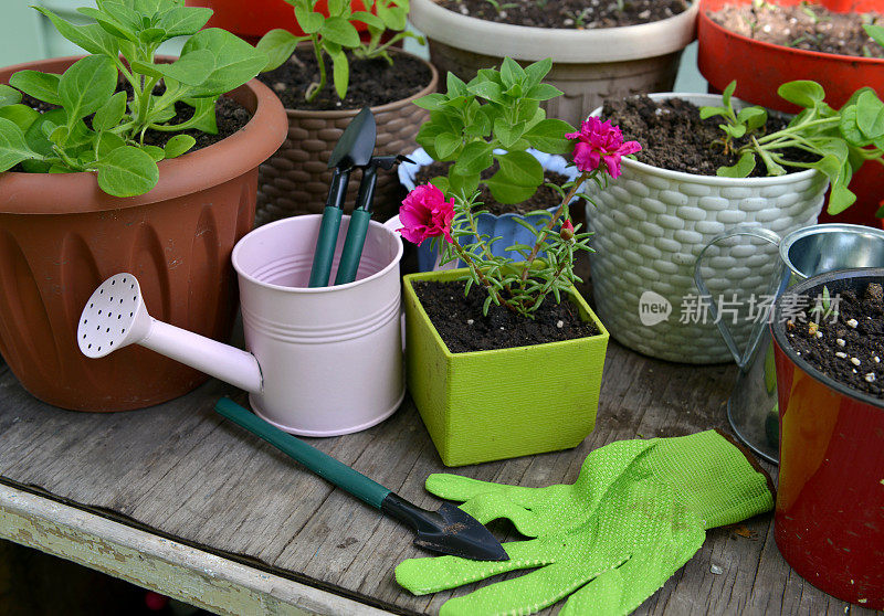 花盆与幼苗和芽，手套和喷壶与工具在花园的桌子上。