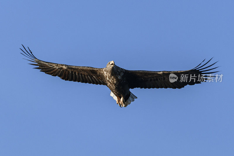 在挪威北部上空觅食的白尾鹰或海鹰