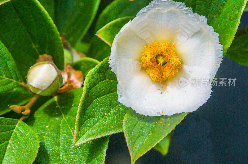 白牡丹与花蕾