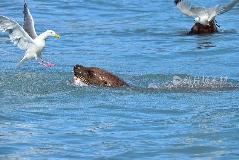 海鸥挑战海狮