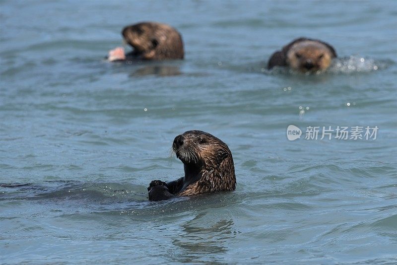 海獭短发