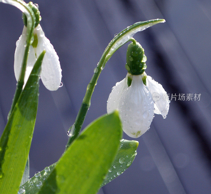 湿雪花莲近