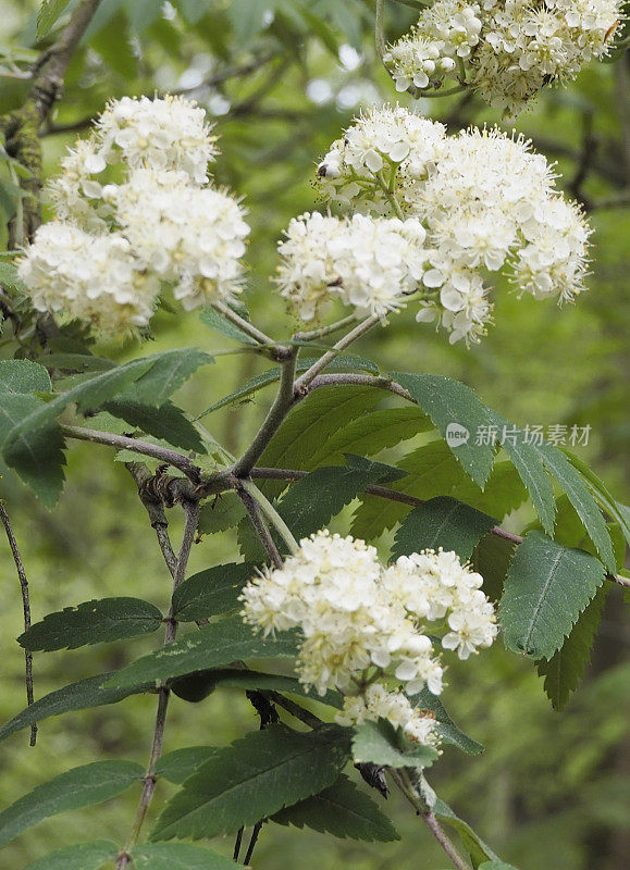 花楸，花楸(花楸属)，开花