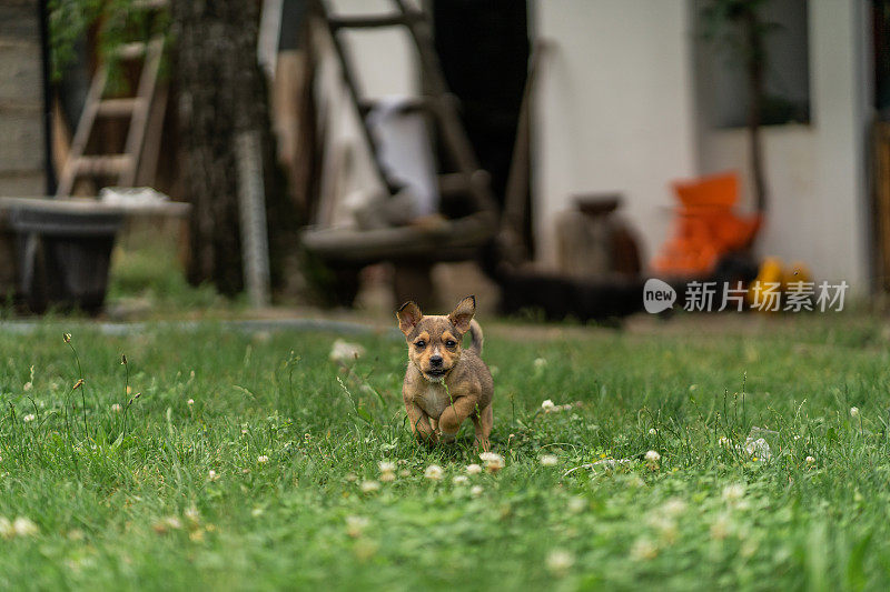 小狗在草地上玩耍