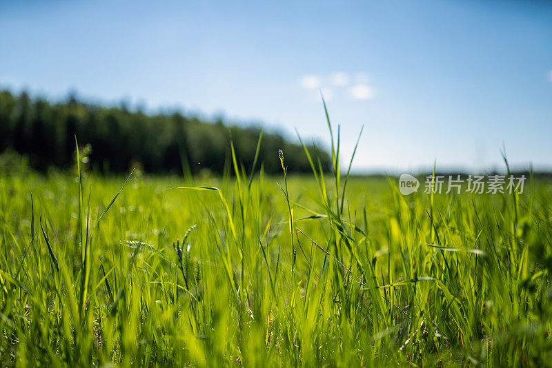 清晨绿色草地的特写镜头