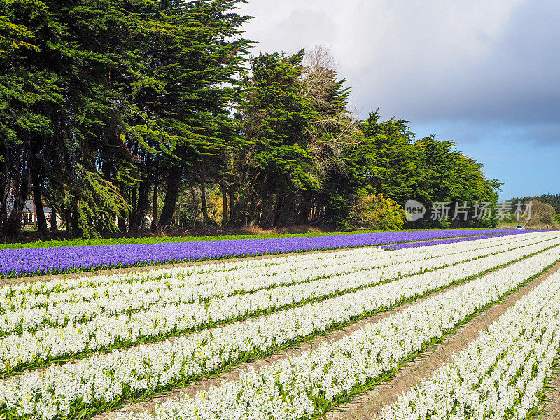 风信子花在法国布列塔尼的普洛姆尔飞扬