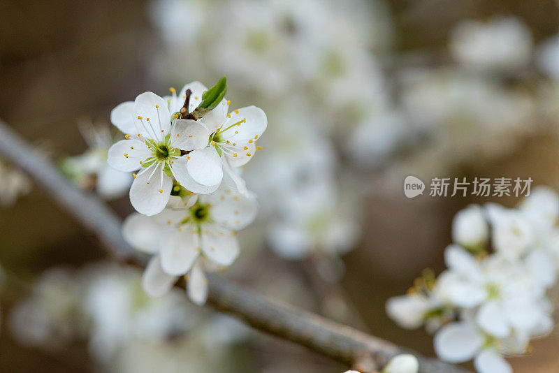 黑刺李花开白色的花